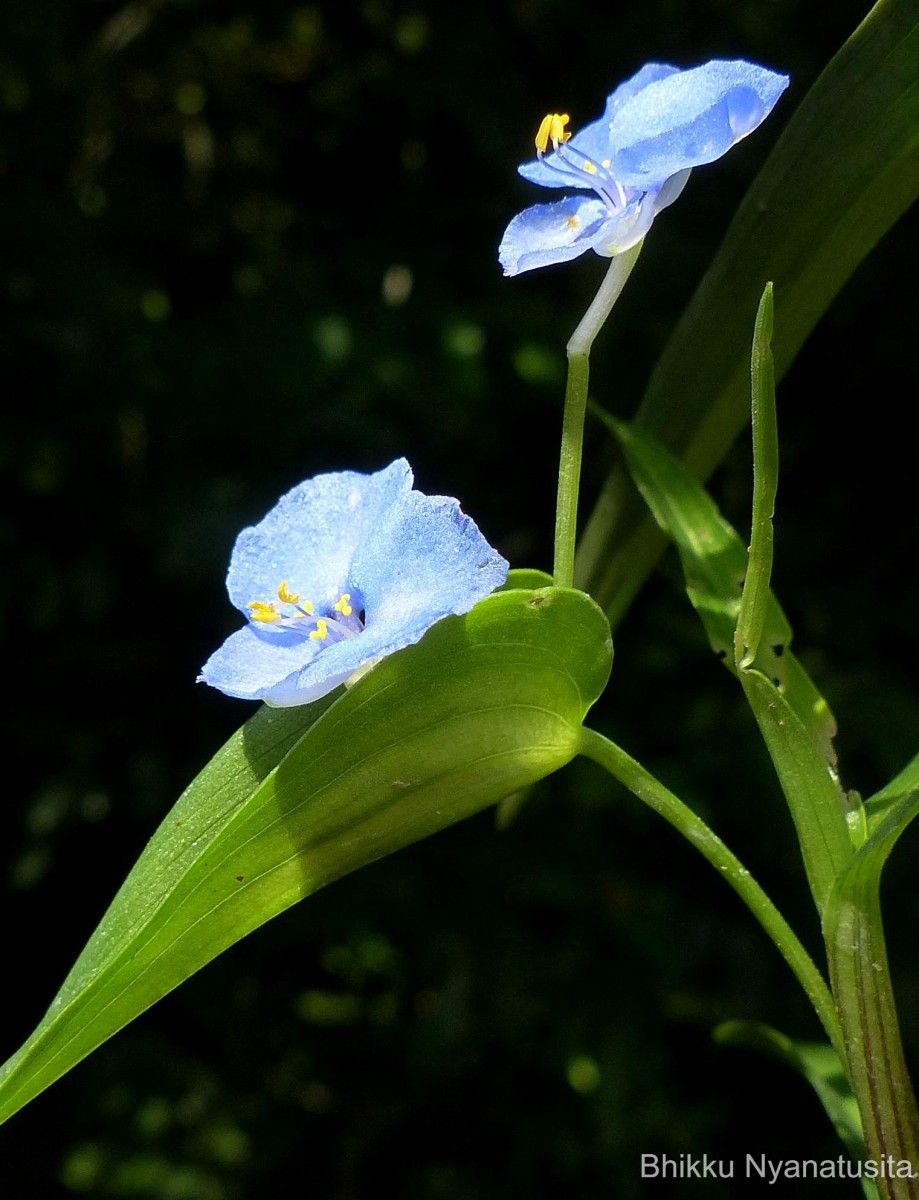 Commelina appendiculata C.B.Clarke